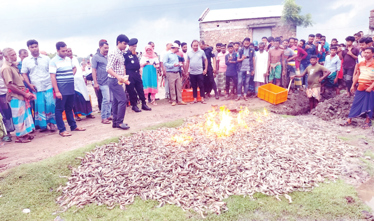 চিংড়িতে ক্ষতিকর জেলি পুশ করায় চার ব্যবসায়ীকে কারাদণ্ড