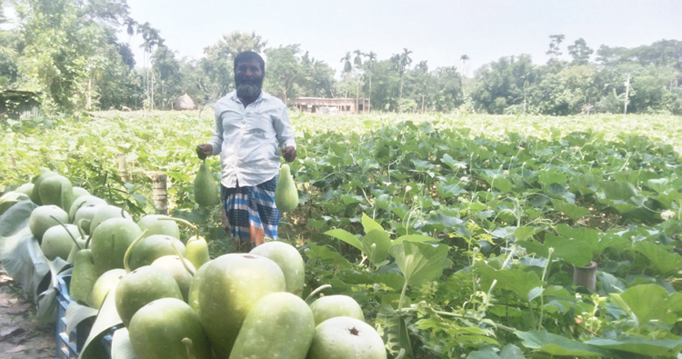 নান্দাইলে লাউ চাষে কৃষকের সাফল্য