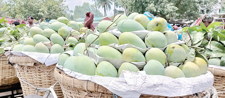 দ্বিগুণেরও বেশি আম রপ্তানিতে লাভবান চাষিরা