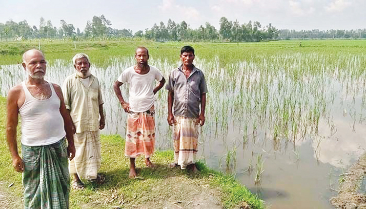 লালমনিরহাটে জলাবদ্ধতায় চাষাবাদ ব্যাহত