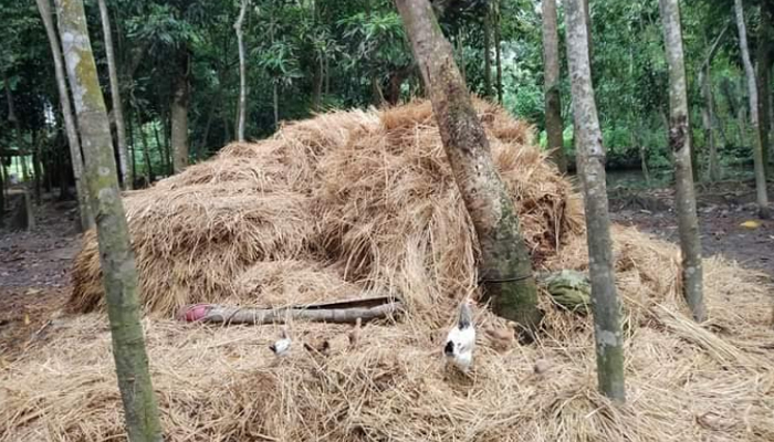 খড়ের গাঁদায় চাপা পড়ে দুই শিশুসহ মা নিহত