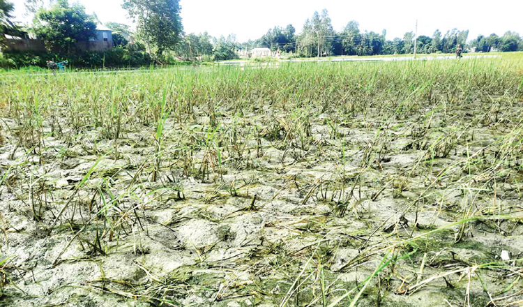 কুড়িগ্রামে বন্যায় আমনের ব্যাপক ক্ষতি