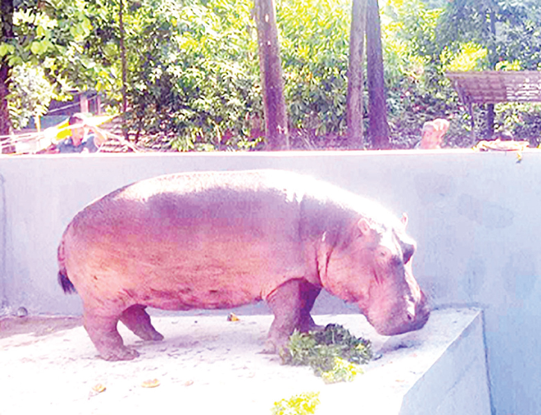 চট্টগ্রাম চিড়িয়াখানায় এলো জলহস্তী