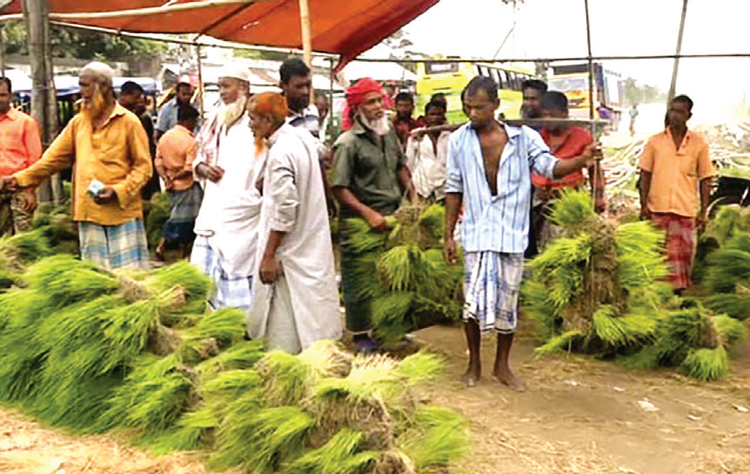 ব্রাহ্মণবাড়িয়ায় ধানের চারার জমজমাট হাট