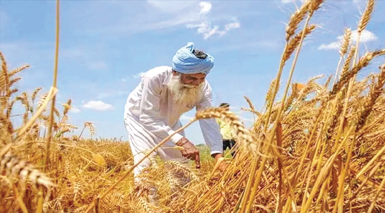 দাম কমেনি আটা-ময়দা ও বেকারি-রেস্টুরেন্ট পণ্যের