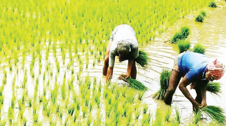 চট্টগ্রামে ফের আমন আবাদে কেটে যাচ্ছে বন্যার ক্ষত