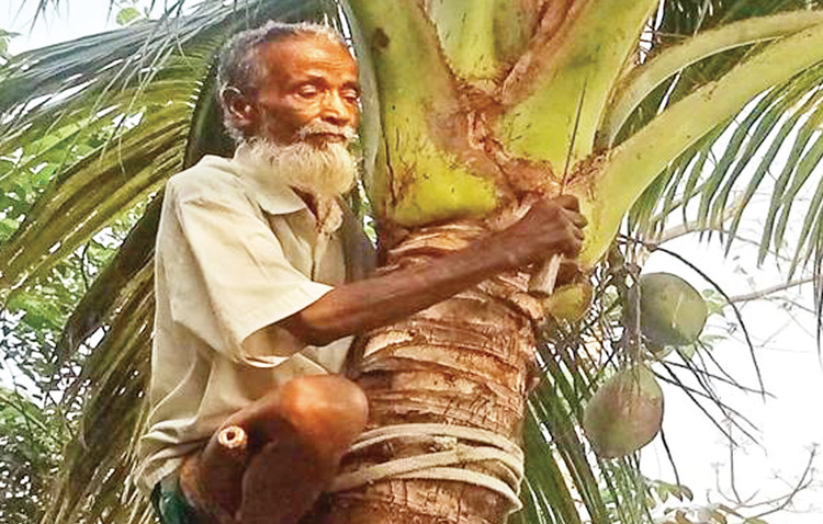 নারিকেল গাছ পরিষ্কার করে চলে বিরুর সংসার