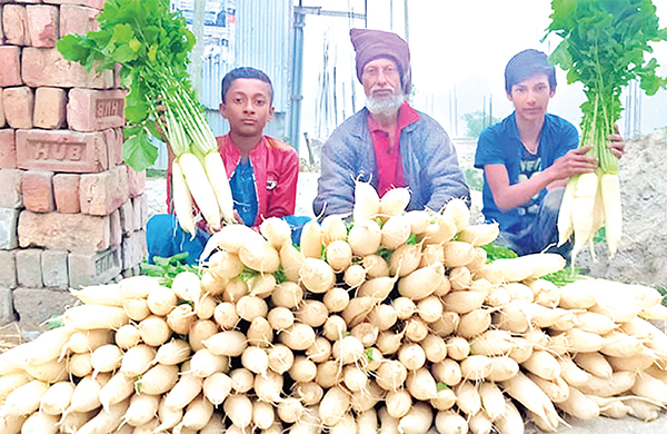 কুমিল্লায় মুলার বাম্পার ফলন