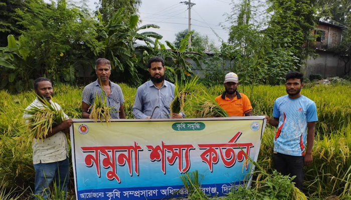 বীরগঞ্জে আগাম জাতের আমন কাটা শুরু ফলন ভালো হওয়ার কৃষকের মুখে হাসি