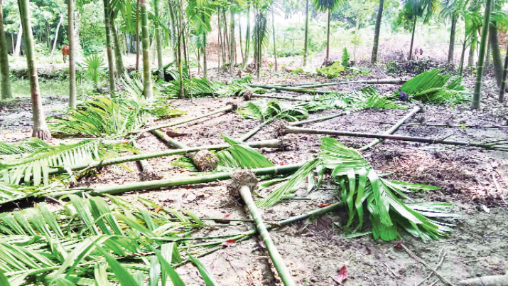 উপড়ে ফেলা হলো অর্ধশত গাছ