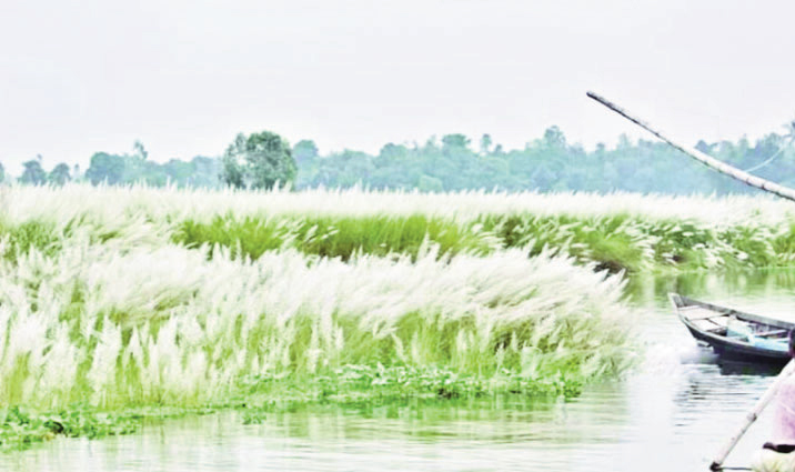 কাশবনের শুভ্রতায় ছেয়ে গেছে দ্বীপ চর