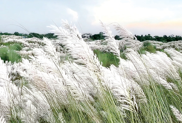 রোদে কার ছায়া