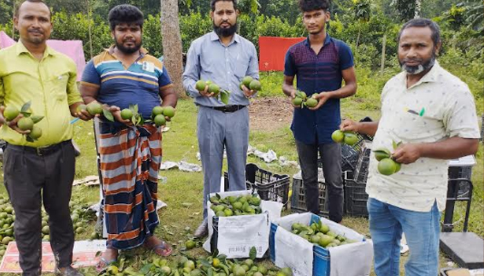 বীরগঞ্জে কৃষি সম্প্রসারন অধিদপ্তরের প্রচেষ্টায় মাল্টা চাষে সফলতা