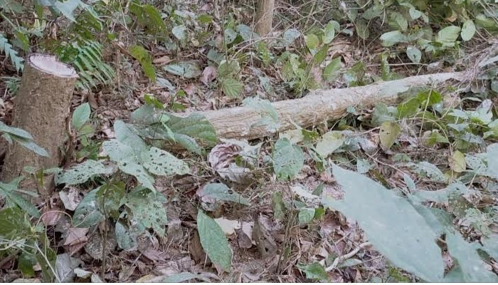 প্রভাবশালীদের অব্যাহত দখল দৌরাত্ম্যে উজাড় হচ্ছে মধুপুরের শালবন