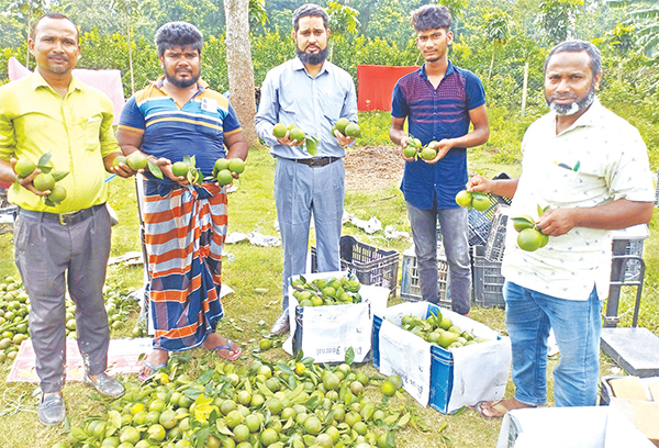 বীরগঞ্জে মাল্টা চাষে সফলতা