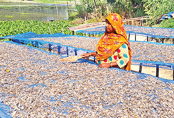 যুক্তরাষ্ট্রসহ ১২ দেশে যাচ্ছে চলনবিলের শুঁটকি