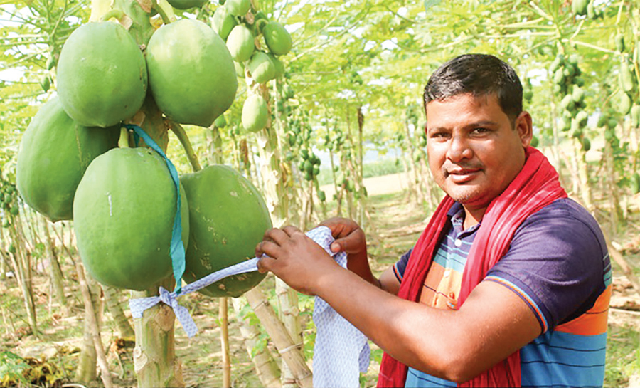 কুষ্টিয়ায় পেঁপে চাষে হাফিজুলের ভাগ্যবদল