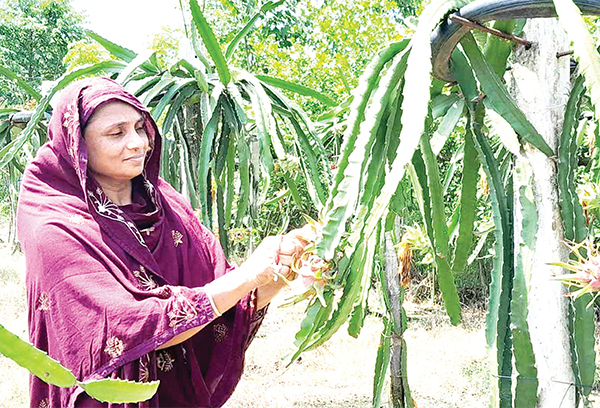 ড্রাগন চাষে সফল মাগুরার দিলারা