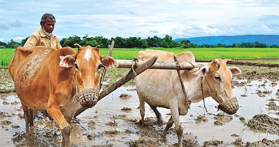 বিলুপ্তির পথে লাঙল জোয়াল