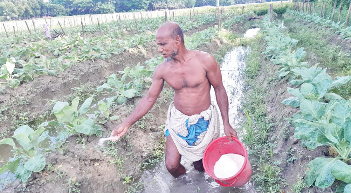 লক্ষ্মীপুরে শীতের সবজি চাষে ব্যস্ত চাষি