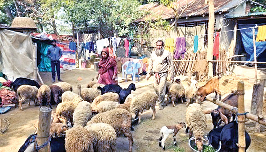 রংপুরে ৫০ লাখ ছাগল ভেড়া পাবে পিপিআর টিকা