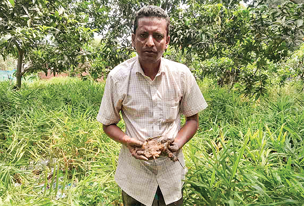 বস্তায় আদা চাষে সফল রুহুল আমিন