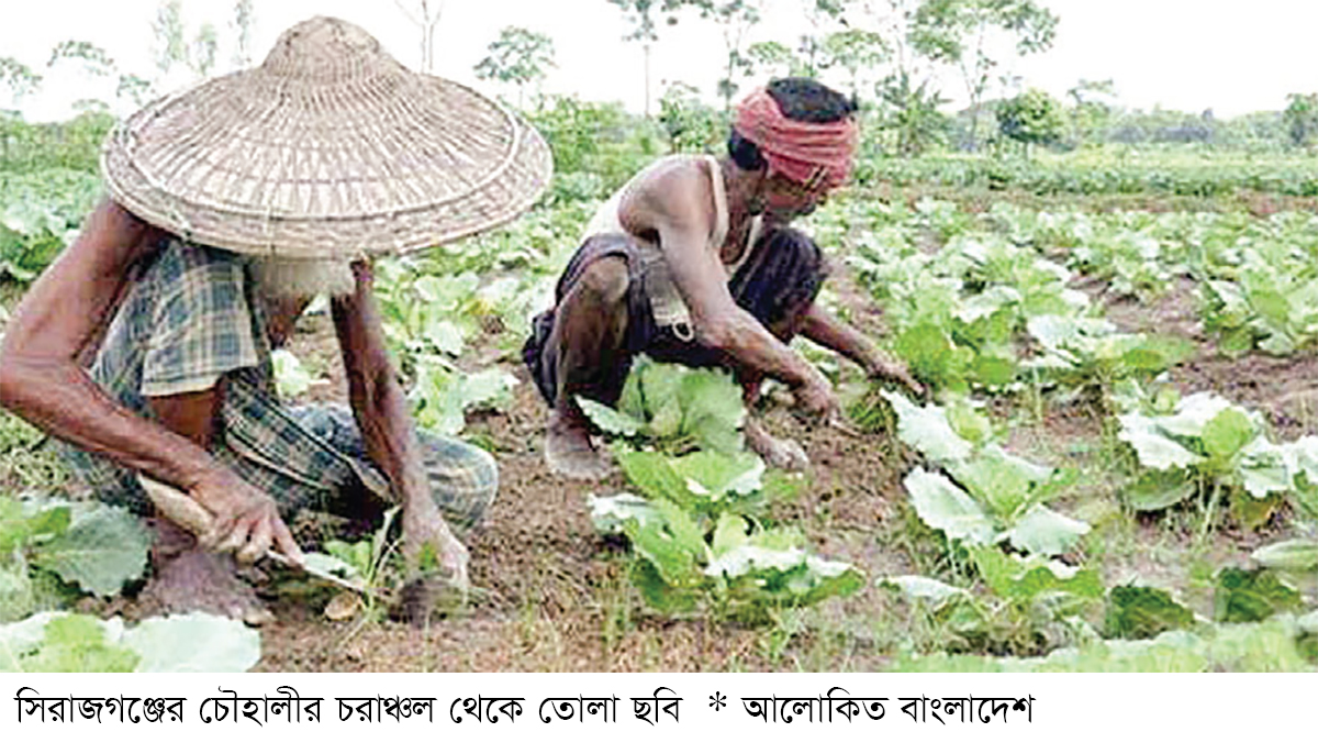 সিরাজগঞ্জের চরাঞ্চলে আগাম সবজি চাষে কৃষকের হাসি