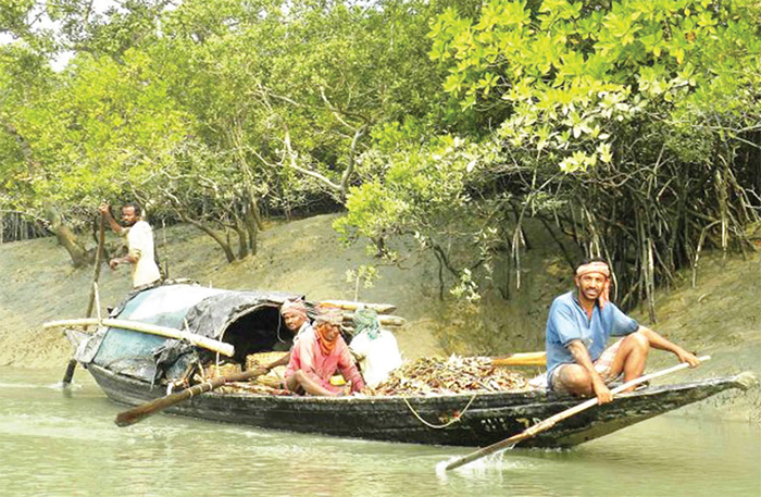 সুন্দরবনের অভয়ারণ্যে  মাছ ধরার হিড়ক