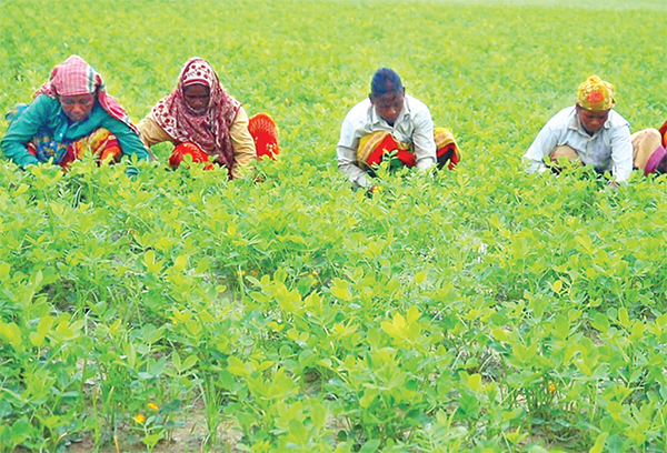 হলুদে অর্ধকোটি টাকা লাভের আশা