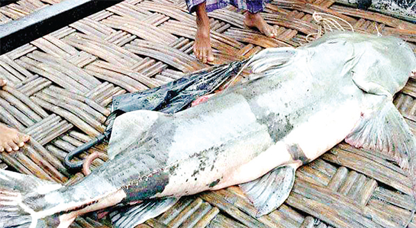 তিস্তায় জালে ধরা পড়ল ৭২ কেজি ওজনের বাঘাইর মাছ