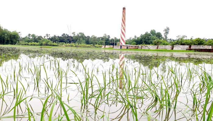 যমুনায় ফের বাড়ছে পানি, ভারি বৃষ্টিতে তলিয়ে যাচ্ছে ফসল