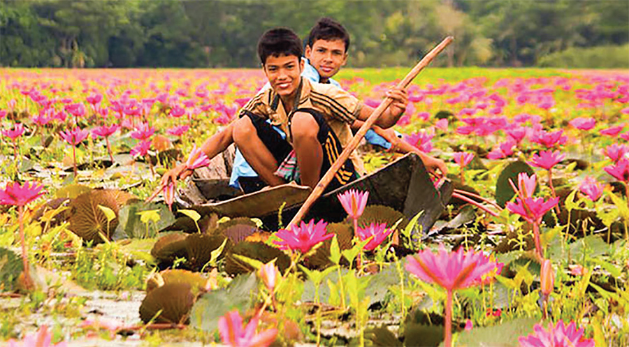 বিলের মাঝে সৌন্দর্য ছড়াচ্ছে লাল শাপলা