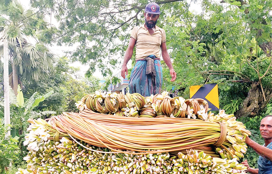 কালীগঞ্জে বিলের শাপলা বিক্রির আয়ে চলে সংসার