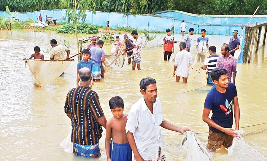 ঘাটাইলে ভারি বৃষ্টিতে ক্ষতিগ্রস্ত কৃষক