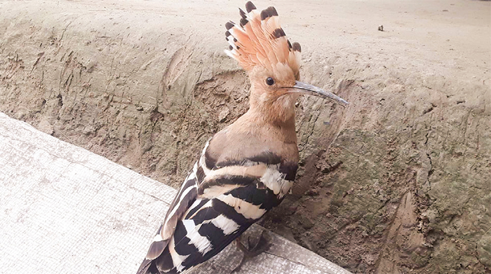 বগুড়ায় বিরল প্রজাতির হুদহুদ পাখি উদ্ধার