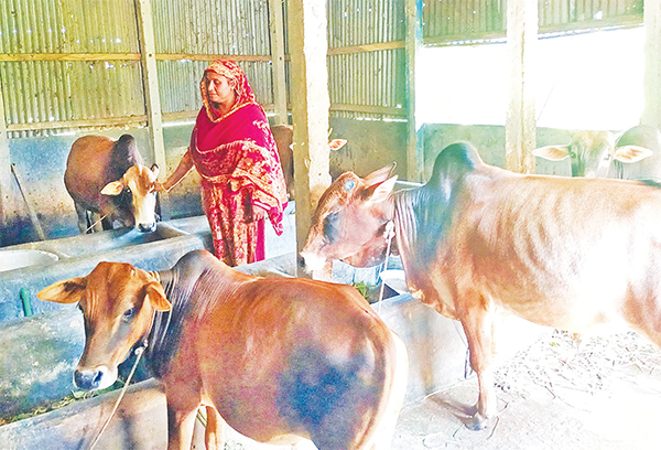 গাভী পালনে স্বাবলম্বী মেহেরুন্নেছা