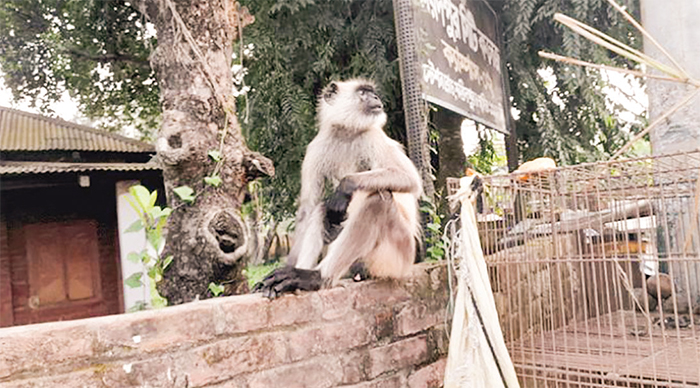 খাবারের খোঁজে লোকালয়ে হনুমান