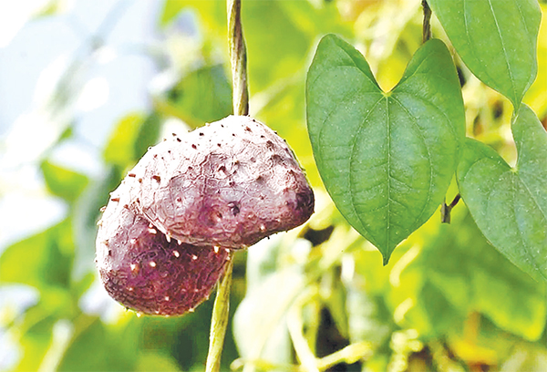 বাণিজ্যিকভাবে গাছ আলু চাষ