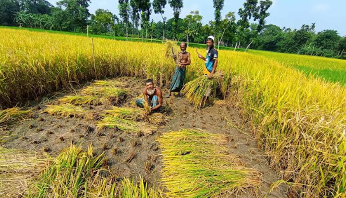 আগাম জাতের আমন ধান মাড়াইয়ে ব্যস্ত চাষিরা  