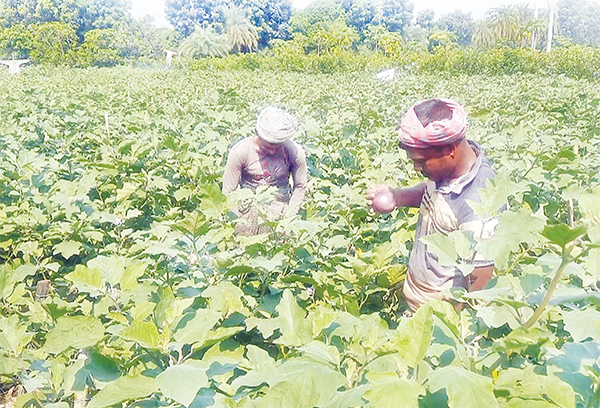 পুঠিয়ায় বেগুন চাষে সফল যুব উদ্যোক্তা