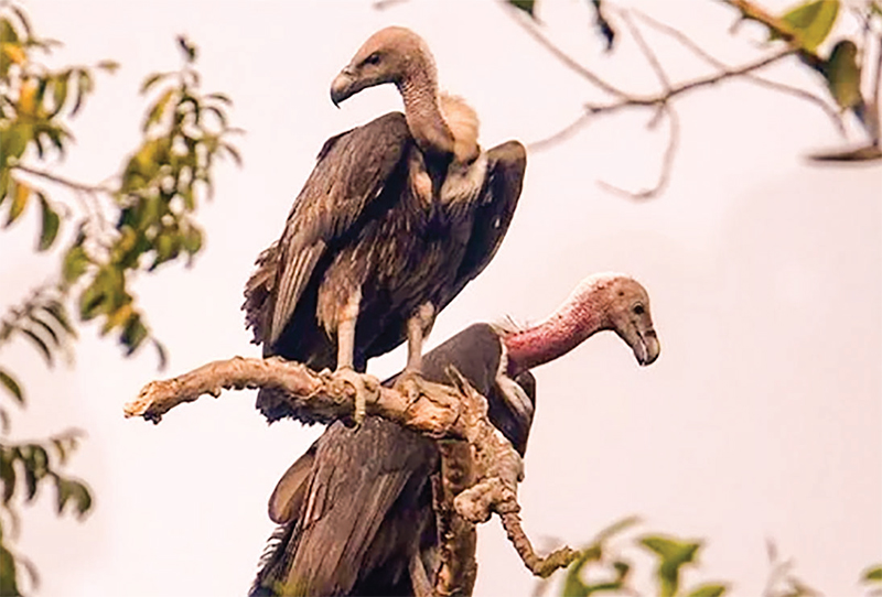 পরিবেশবান্ধব শকুন হারিয়ে যাচ্ছে