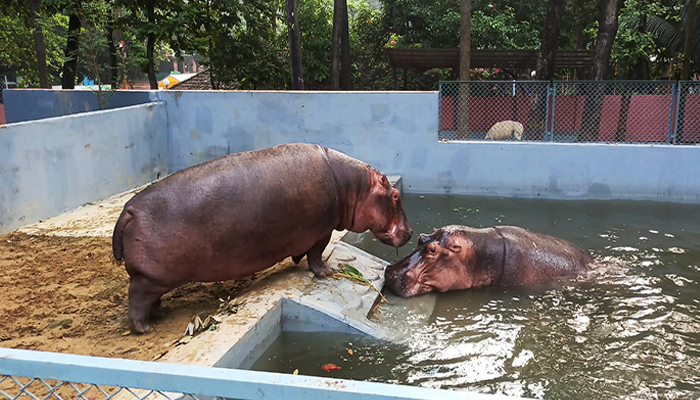 এবার চট্টগ্রাম চিড়িয়াখানায় এলো আরেকটি জলহস্তী