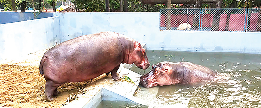 চট্টগ্রাম চিড়িয়াখানায় এলো আরেকটি জলহস্তী