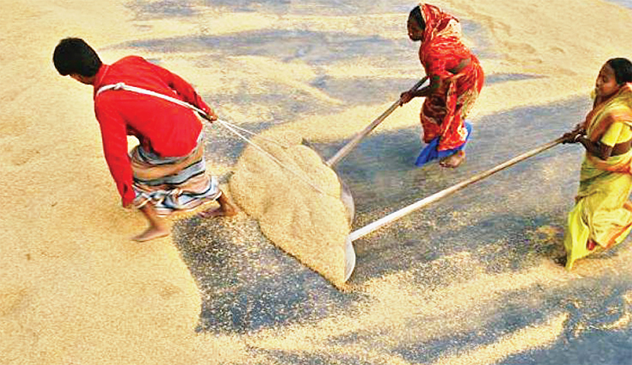 ভালো নেই চাতাল শ্রমিকরা