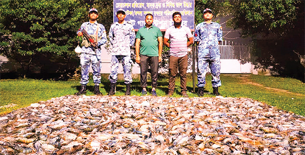 চাঁদপুরে সাড়ে ২৭ মণ জেলিযুক্ত চিংড়ি জব্দ