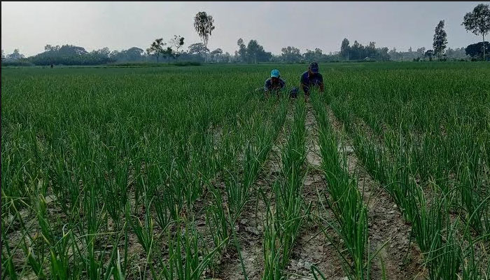 রংপুর অঞ্চলে ১ লাখ ৭৬ হাজার ৪৭০ জন কৃষক প্রণোদনার আওতায় আসছে