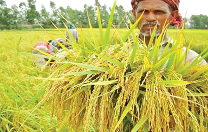 বোরো হাইব্রিড ধান উৎপাদন বাড়াতে ৯০ কোটি টাকার প্রণোদনা