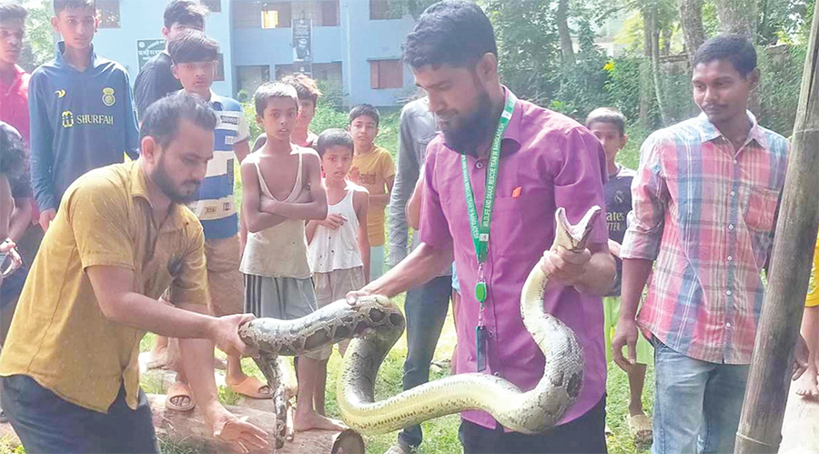 ধানখেত থেকে বার্মিজ অজগর উদ্ধার