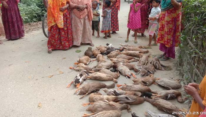 হাতীবান্ধায় ধানের সঙ্গে বিষ মিশিয়ে ৩৬টি হাঁস মারার অভিযোগ