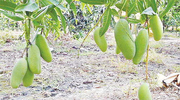 চারা গাছে ঝুলছে থোকা থোকা আম